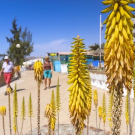 Arguineguin Town & Coast: Aloe Vera