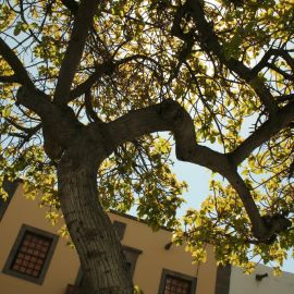 las-palmas-078