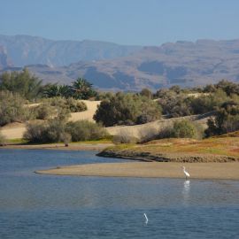 La Charca de Maspalomas