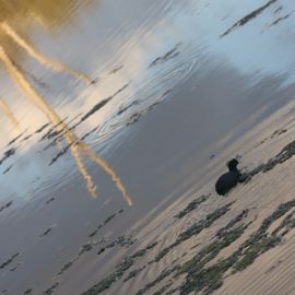 La Charca de Maspalomas