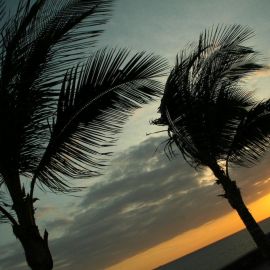 meloneras_palms-010