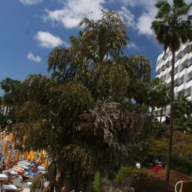 Playa del Inglés