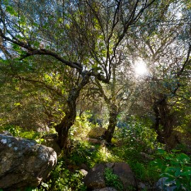 Barranco de los Cernicalos