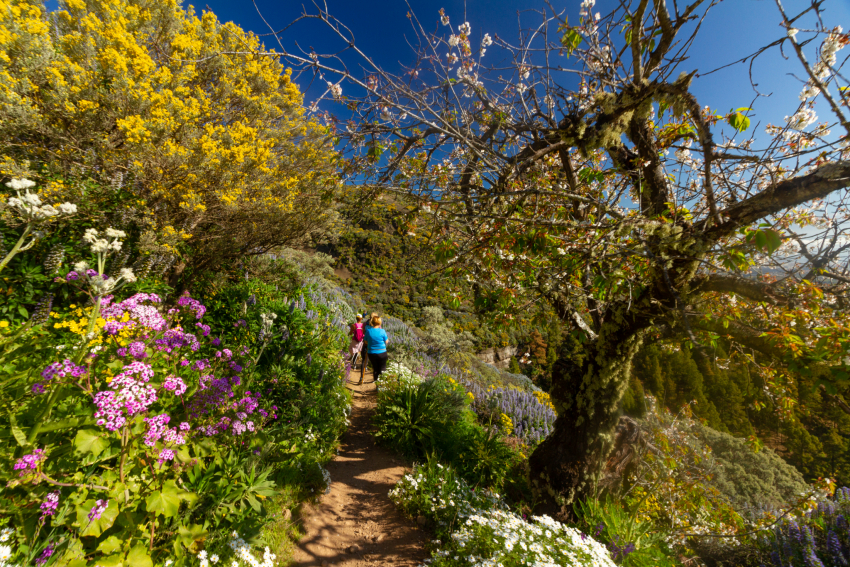The Tajinaste Trail: Gran Canaria's Most Spectacular Spring Walk