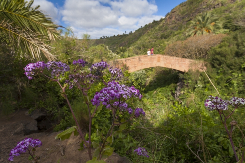 Tip Of The Day: Take Lizard Food To The Jardín Canario