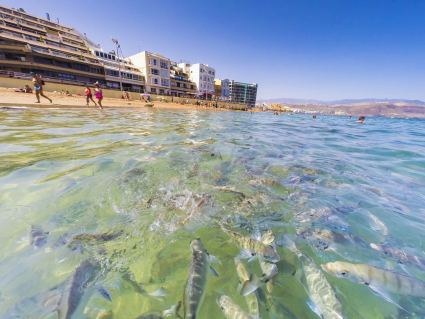 Friendly fish at Las Canteras beach