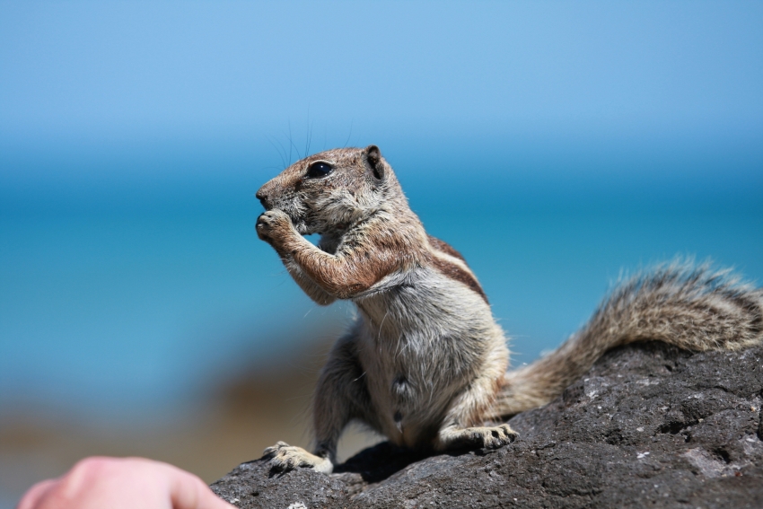 Feral ground squirrels threaten Gran Canaria&#039;s delicate natural balance