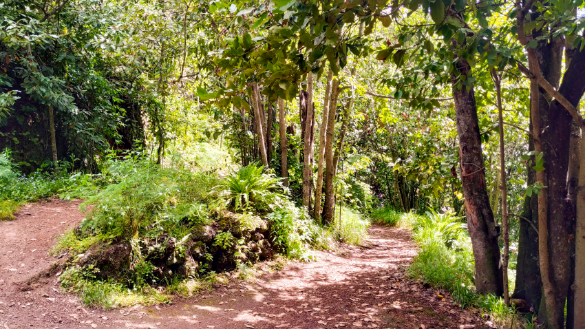 Finca de Osorio: Gran Canaria&#039;s green estate surrounded by forest
