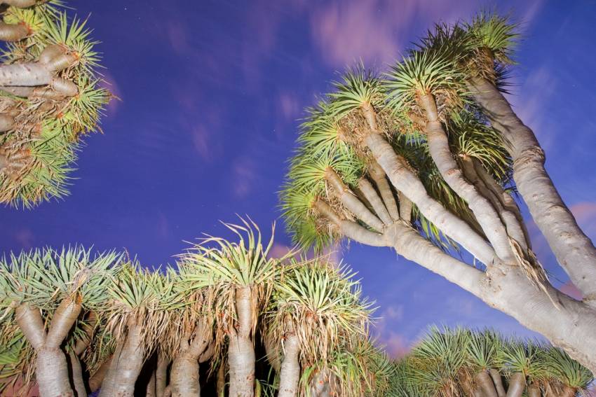 Canary Islands dragon trees