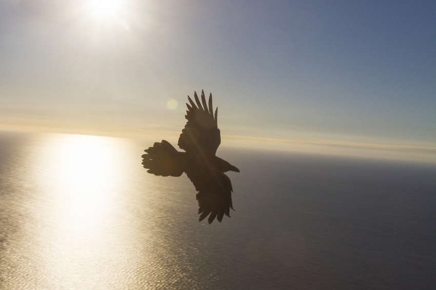 One of Gran Canaria&#039;s last ravens