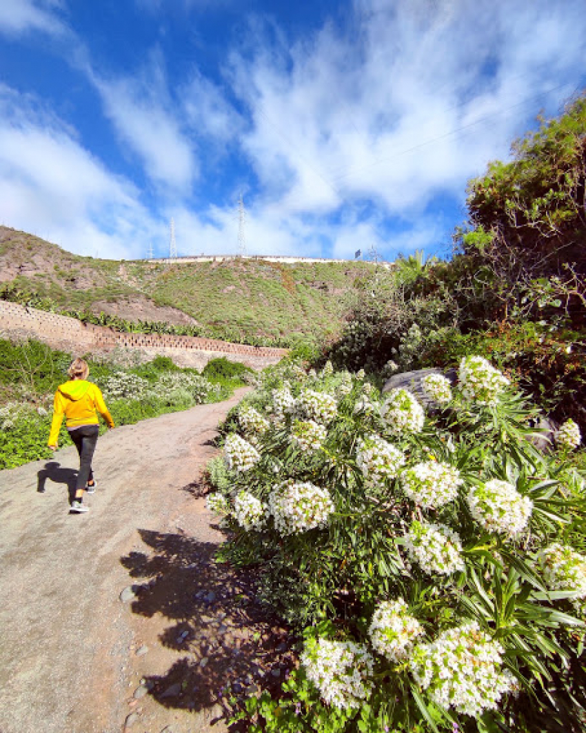 White Flower Walk In Las Palmas' Only Wild Valley