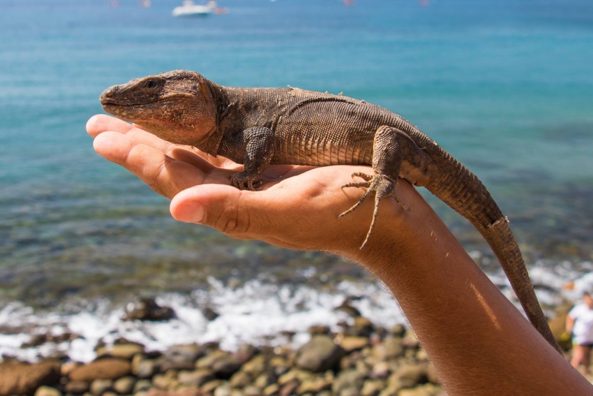 The giant Gran Canaria lizard