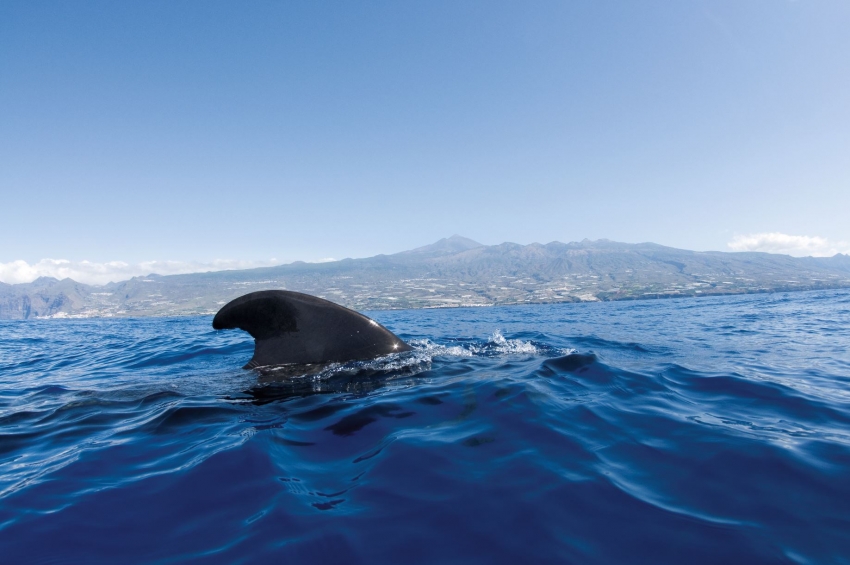 Pilot whales live and breed in Canary Islands waters