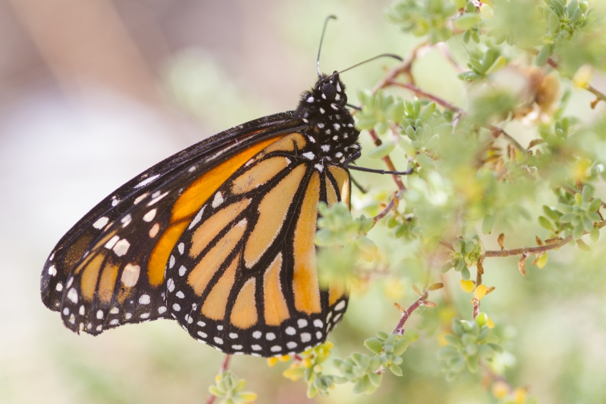 The Monarch butterfly is native to Gran Canaria
