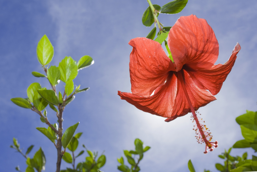 Most of the world&#039;s most beautiful tropical flowers grow in Gran Canaria&#039;s gardens