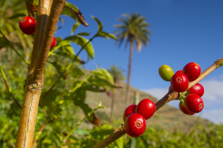 Gran Canaria coffee tastes best right where it is grown