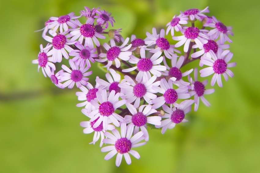 Pericallis webbii flowers in Gran Canaria