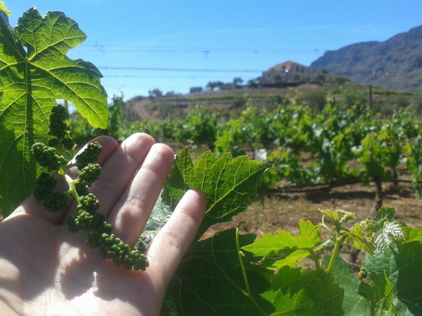 Handmade Tours gets you right to the heart of Gran Canaria&#039;s wine, coffee and cheese