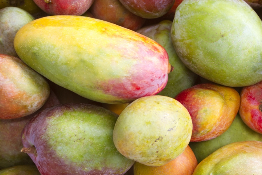Mangos are juicy targets from Gran Canaria fruit theives