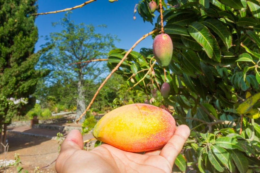 First mangos in the shops in Gran Canaria