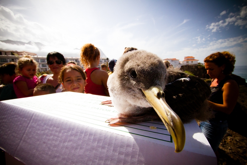 Shearwater fledgling about to be released in Gran Canaria