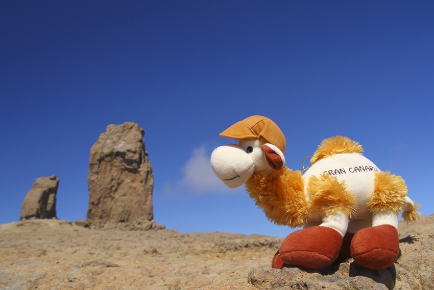 Souvenir camel in Gran Canaria 