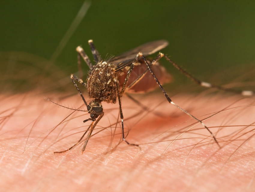 Mosquitos in Gran canaria are rare and don't carry any diseases