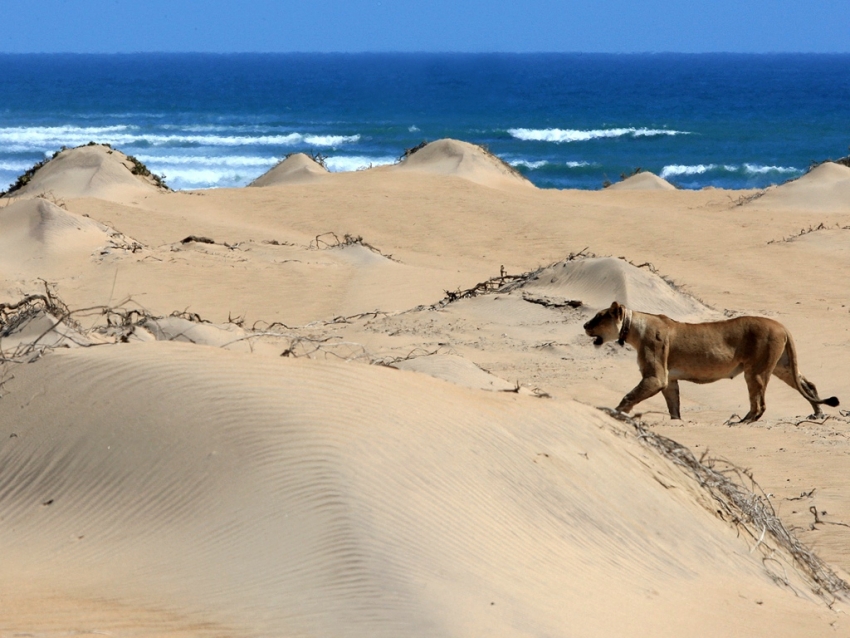 Lion in the Maspalomas dunes