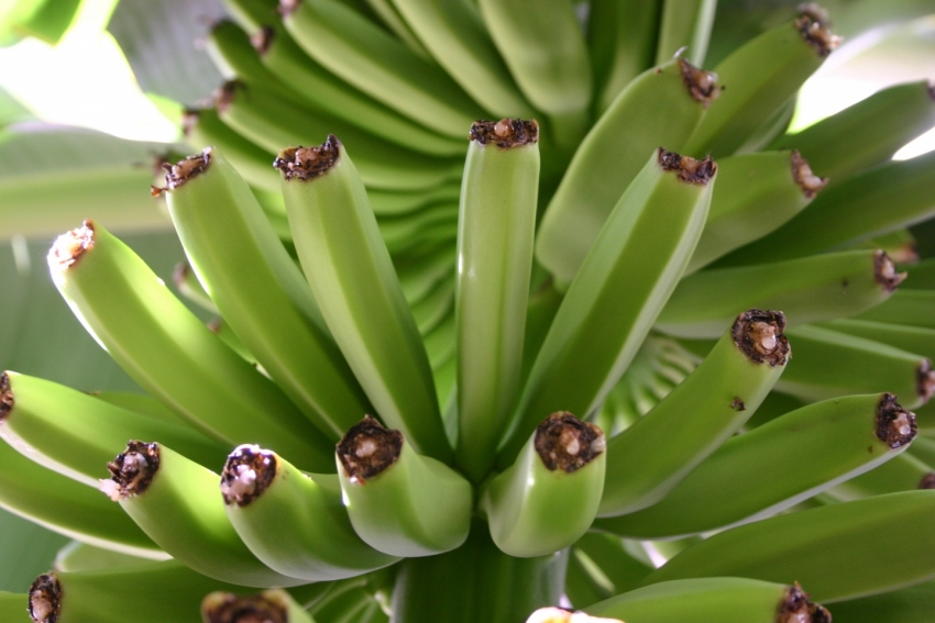 Bananas growing in Gran Canaria