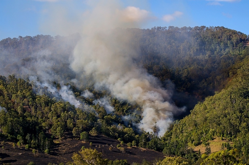 Controlled burns in Gran Canaria's forests