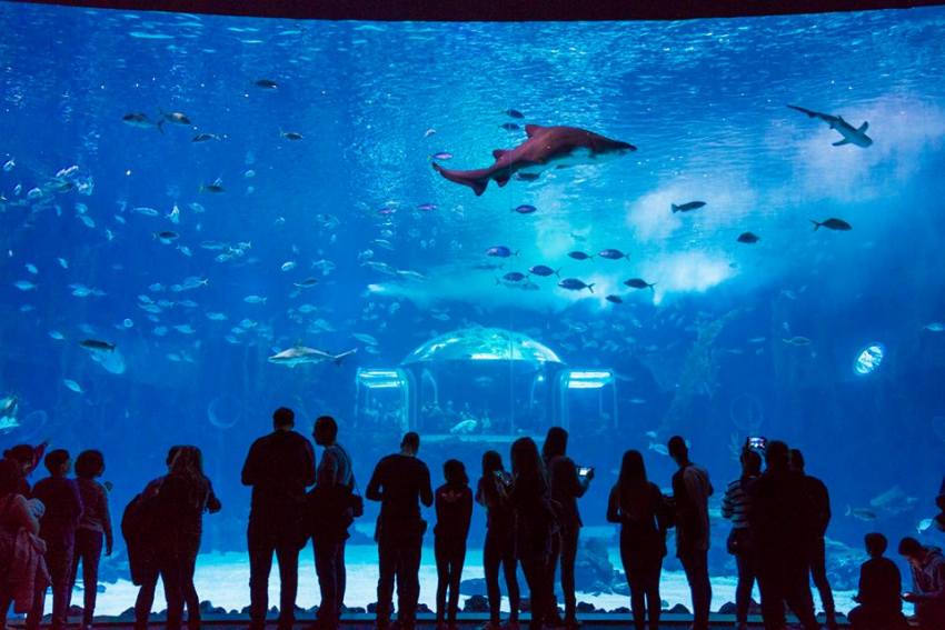 Poema de Mar: Gran Canaria's brand new aquarium